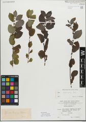 Foto von Salix myrsinifolia Salisb.